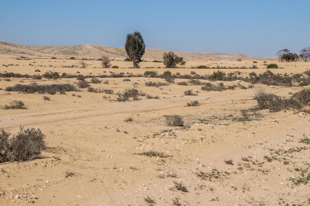 Arid landscape