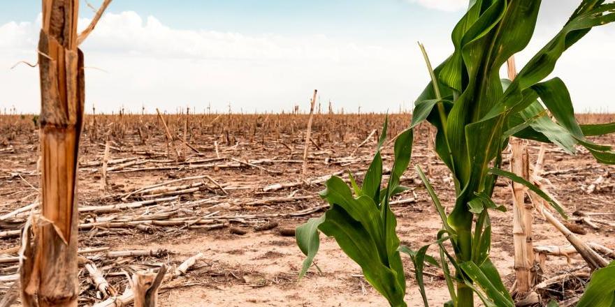 Agricultural drought