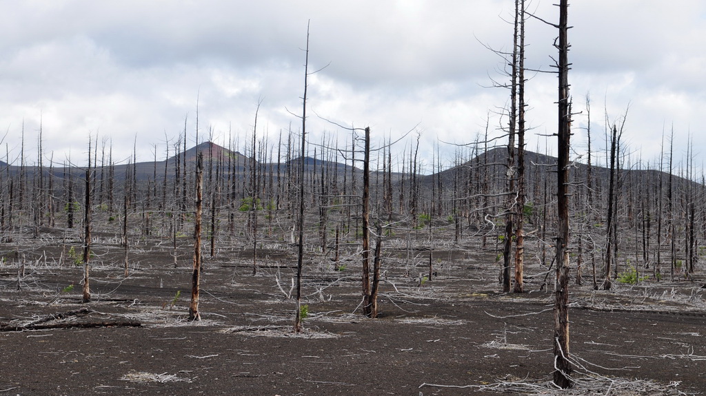 Forest die-off